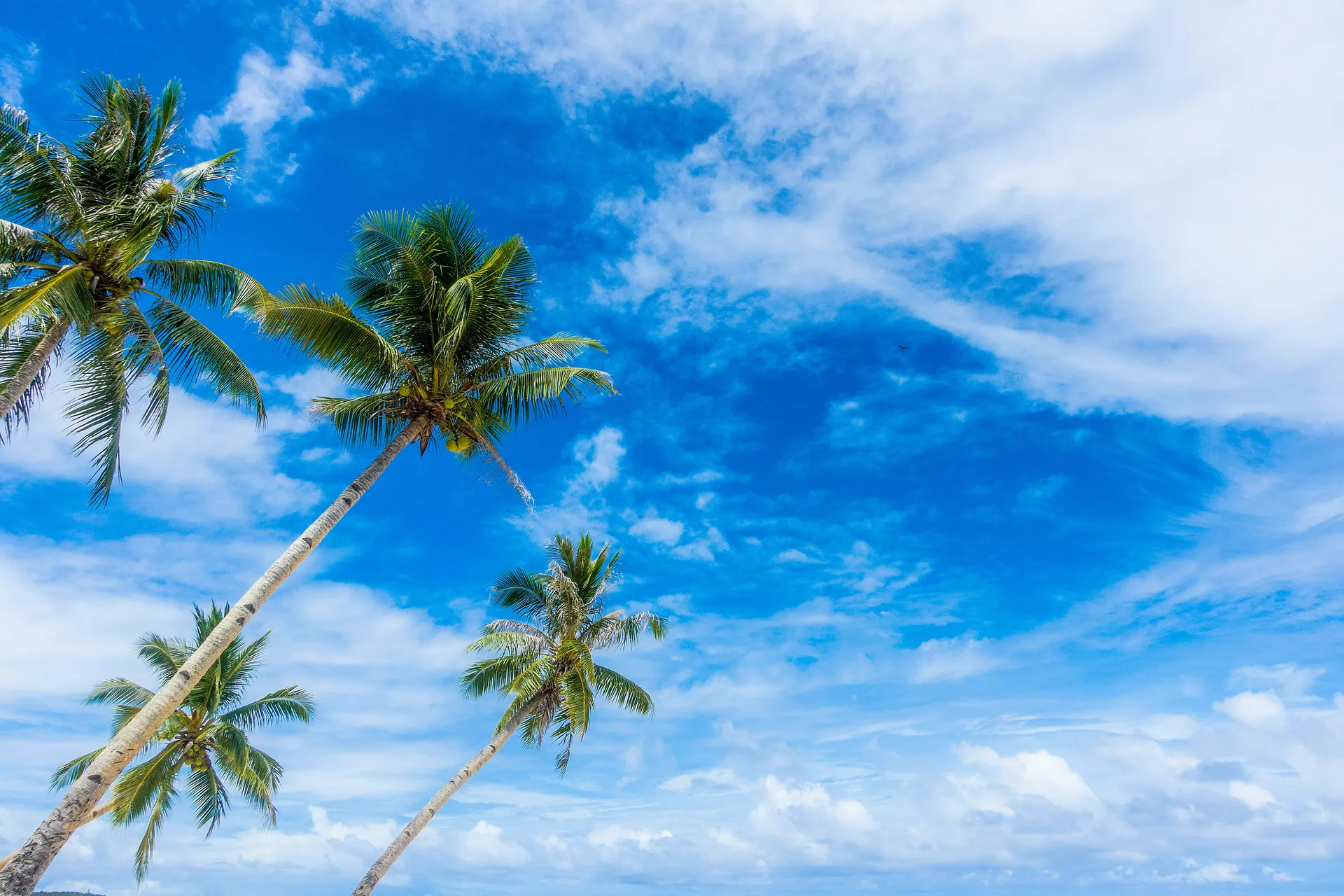Coconut palms leaning over a bright blue sky above the beach at Patrick's on the Beach, Siargao